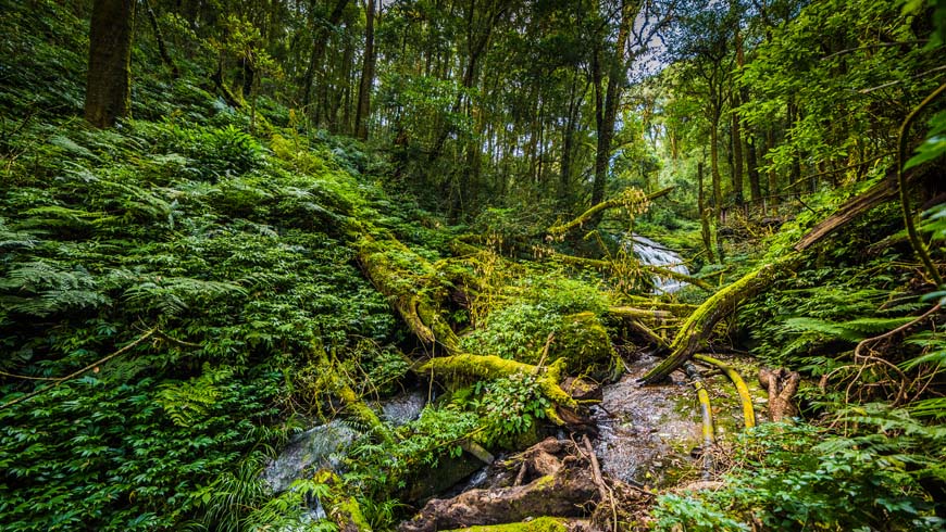 🌲 Have you read the latest @thegef strategy on Forests? The GEF recognises that Forests have a critical role in sustaining #Biodiversity and stabilizing the Earth’s climate.👇 🔗 Read the strategy: thegef.org/newsroom/publi…