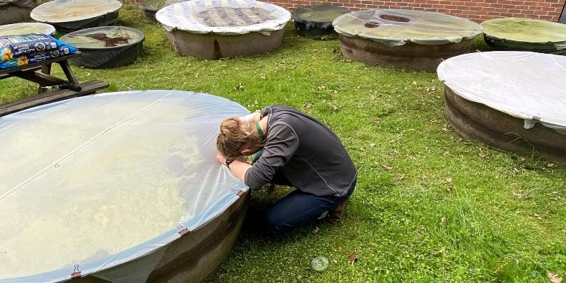 The tiny weevil protecting UK rivers! The Azolla Control project is releasing the biocontrol to stop the aquatic fern's invasion. Azolla forms dense mats that block light and cut oxygen, harming fish and flora. 👉 ow.ly/miXt50RK8eW #InvasiveSpeciesWeek #BePlantWise