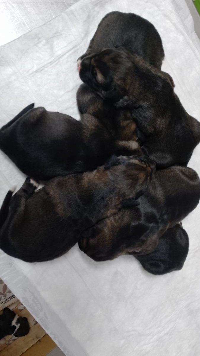 Policia_Viso's tweet photo. 🐶 Tras un requerimiento judicial, se han encontrado seis cachorros de mastín. 

🩺 Las personas interesadas en adoptarlos podrán dirigirse a la Clínica VisoVet en los siguientes horarios. https://t.co/nJwvG29kGZ