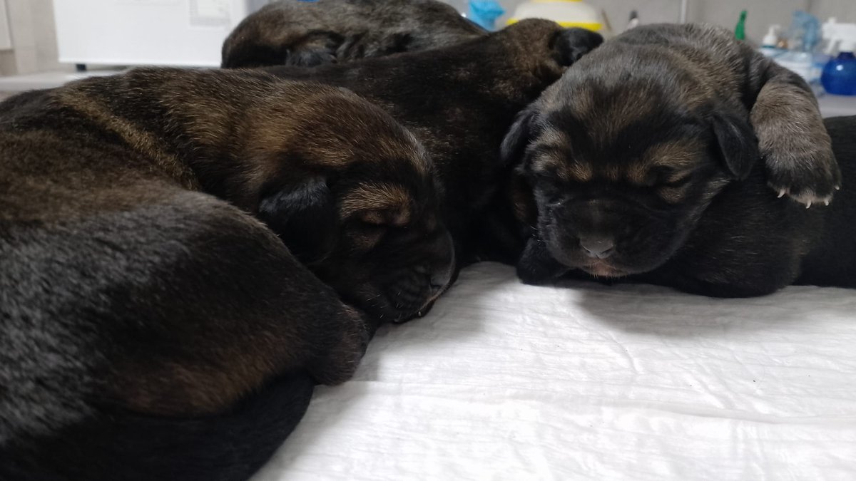 Policia_Viso's tweet photo. 🐶 Tras un requerimiento judicial, se han encontrado seis cachorros de mastín. 

🩺 Las personas interesadas en adoptarlos podrán dirigirse a la Clínica VisoVet en los siguientes horarios. https://t.co/nJwvG29kGZ