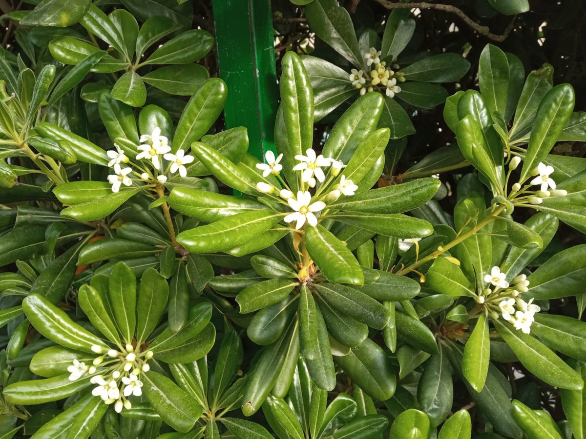 #pollininellaria #veneto 🌿🌸🍀

Previsioni #Arpav sui #pollini 
elevate per:
🔸Poaceae (Graminae) a Belluno Feltre Padova Verona Vicenza
🔸Plantaginaceae (Lanciola, Piantaggine) a  Verona Vicenza
🔸Oleaceae (Olivo) a Verona

più info arpa.veneto.it/dati-ambiental…

📸 Ligustro