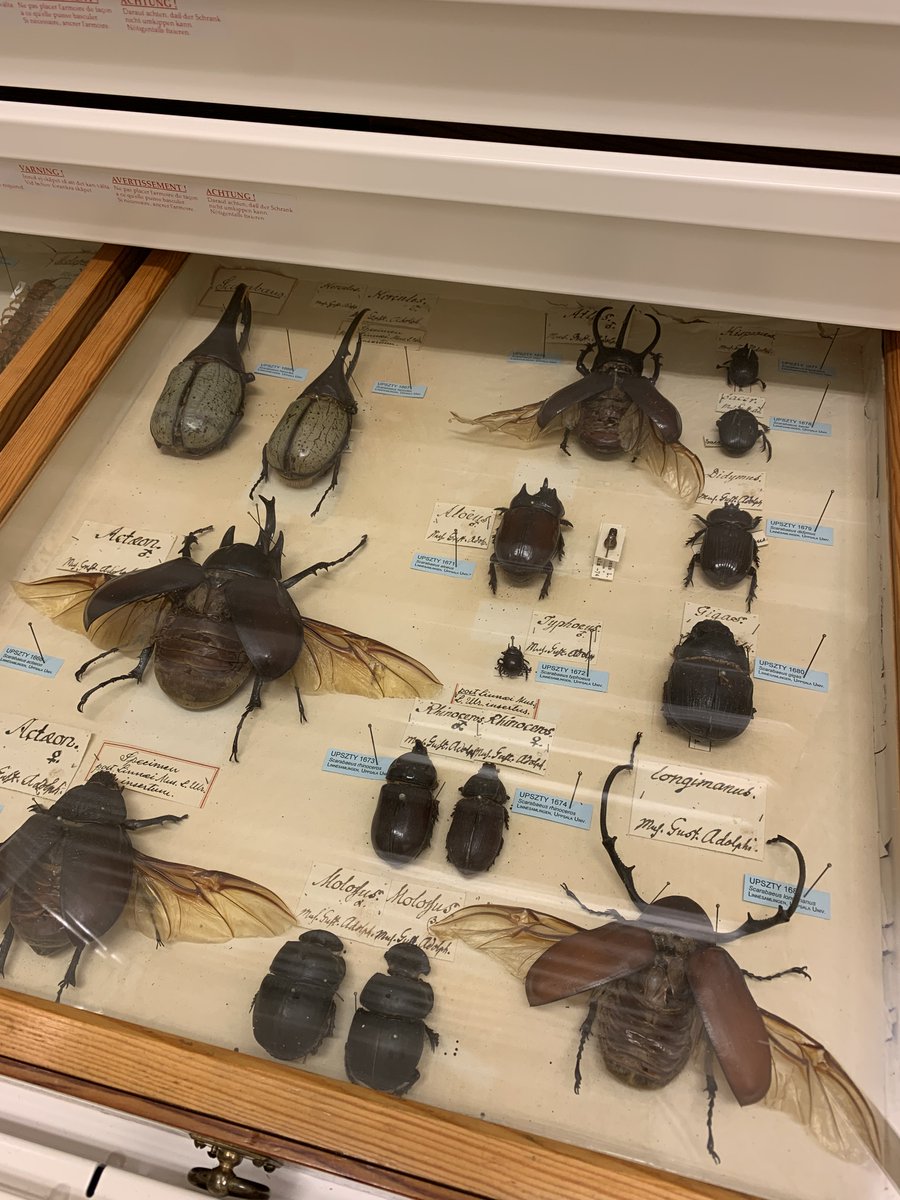 Happy 317th birthday to Carl Linnaeus, the father of taxonomy! Linnaeus is one of the most famous Uppsala University professors ever. Working at #Evolutionsmuseet, Uppsala University's natural history museum, with over 1 million insect specimens is truly special. 

Here are some