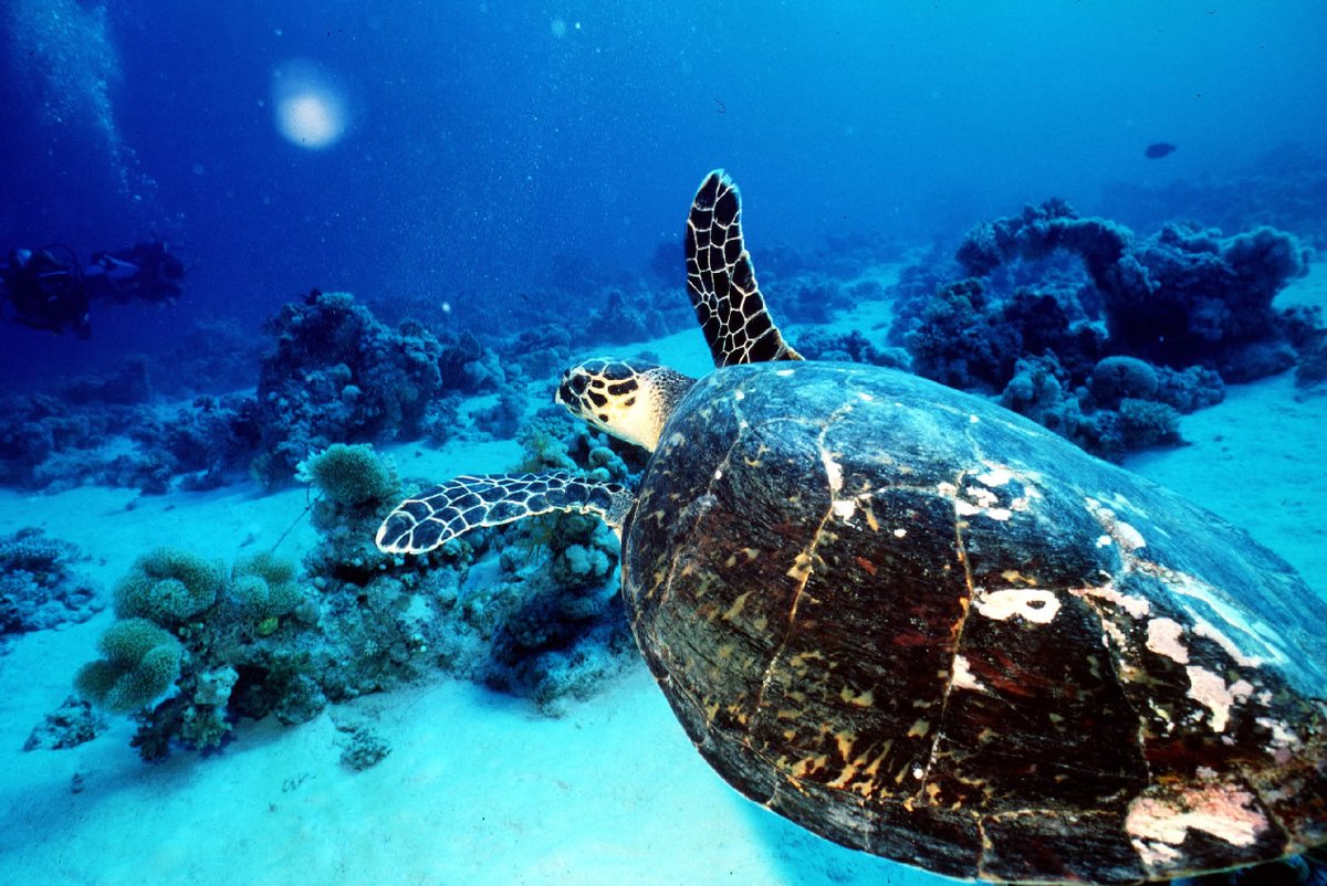 On this World Turtle Day, let's celebrate and shine a spotlight on these incredible ocean dwellers!  
Visit our Marine  National Parks & Reserves to experience their beauty firsthand and support their conservation. 

Together, let's create a ripple effect for turtle conservation!