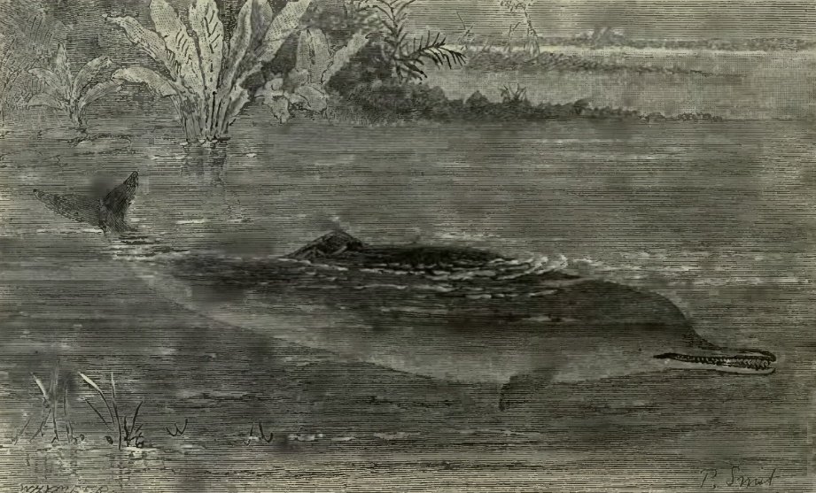 Gangetic dolphin, 1894 book illustration