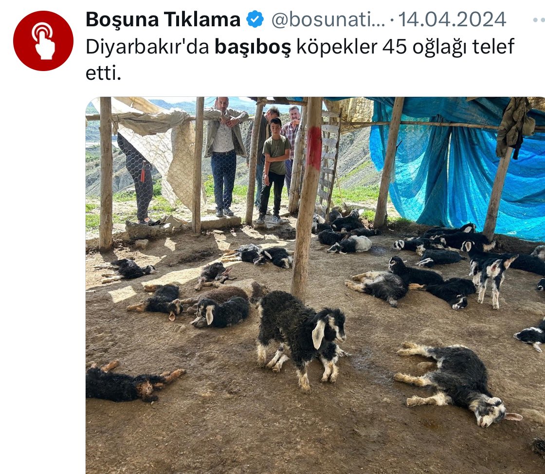 haber4621's tweet photo. Bu tagı açanlara ve destekleyenlere dilerim aşağıdaki video da yaşayanları yaşamanız . 
Sahipsiz değilse evinize alın besleyin 20 milyon köpek var şimdilik dışarıda . Köpekler her doğurduğunda 10 ar tane doğuruyor gelecekte milyar rakama ulaşacak 
 #SokakHayvanlarıSahipsizDeğil https://t.co/9oVNwmcYVI