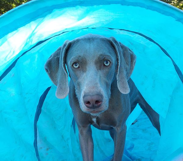 Good morning
#ThrowbackXday 
#DogsOfX
A young Mellie learning tunnels