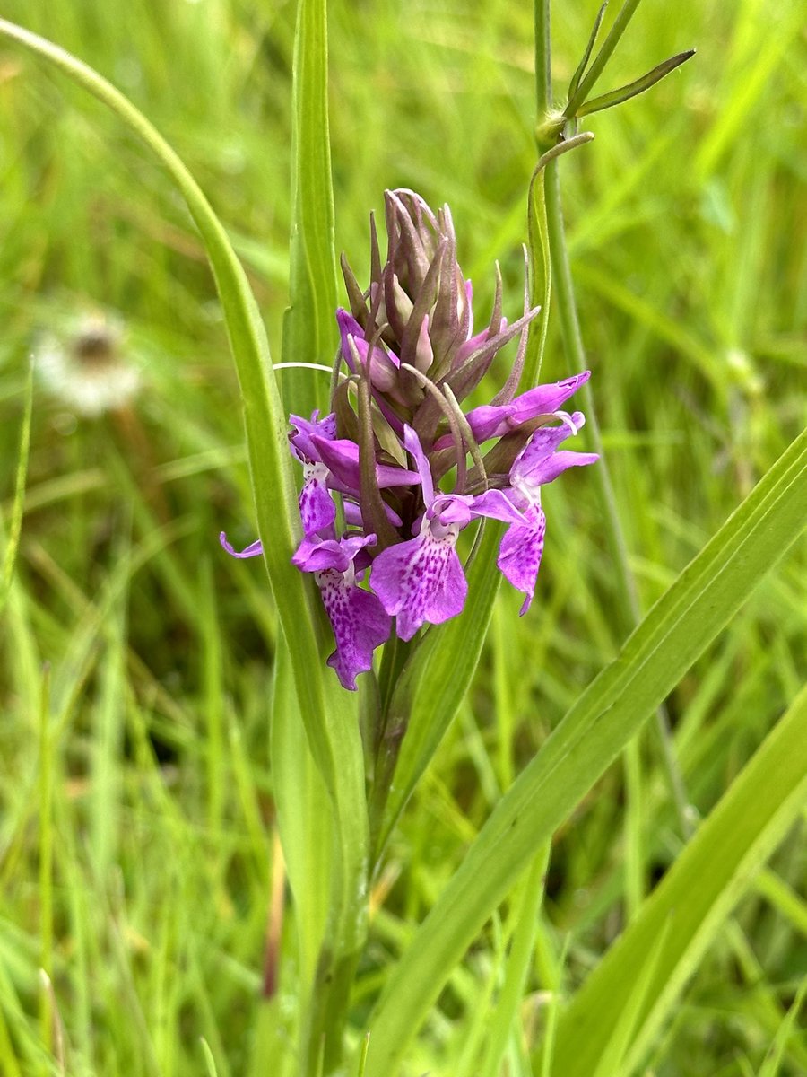 Chris Willson 🇺🇦 tweet media