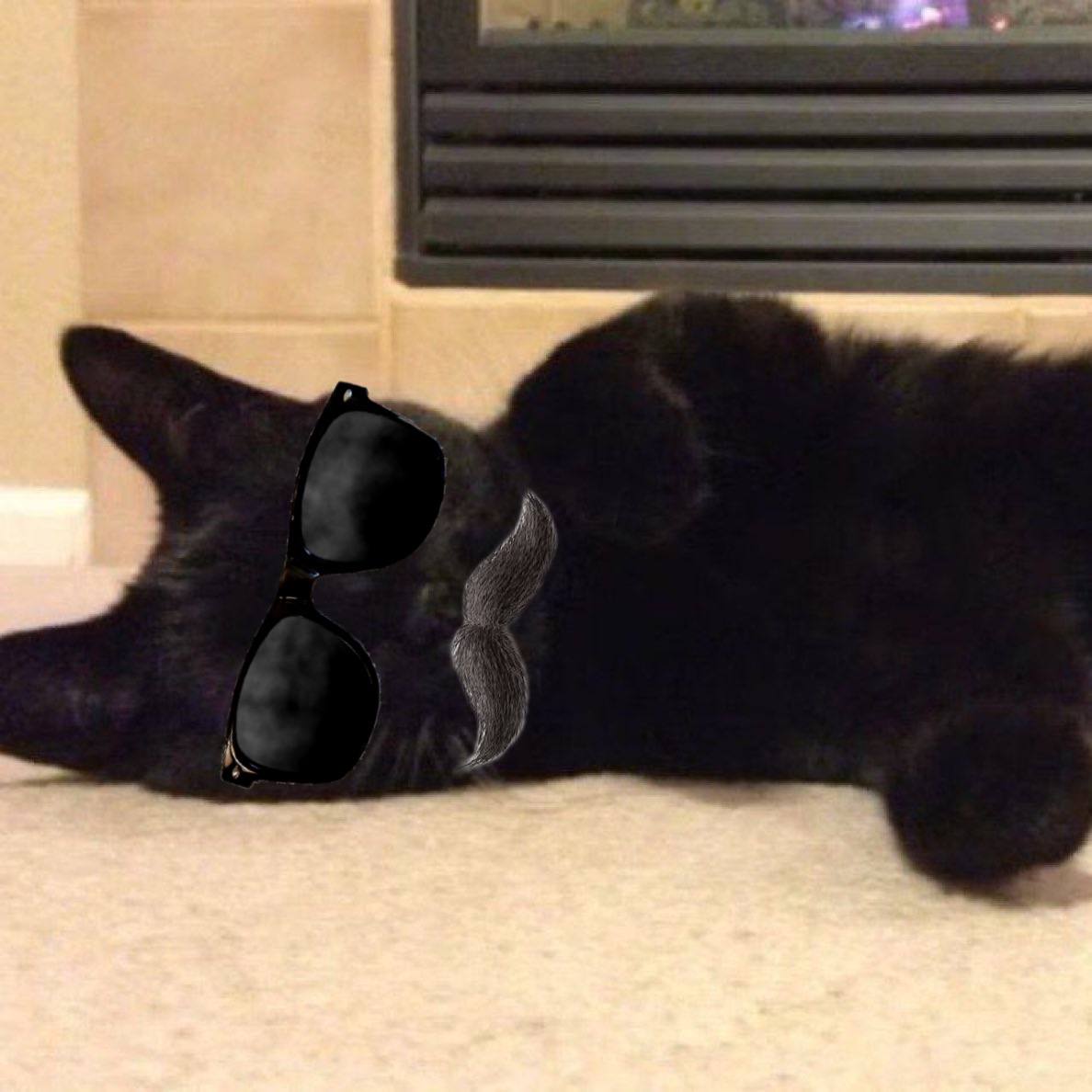 Zack Morris' cat Harry tweet media