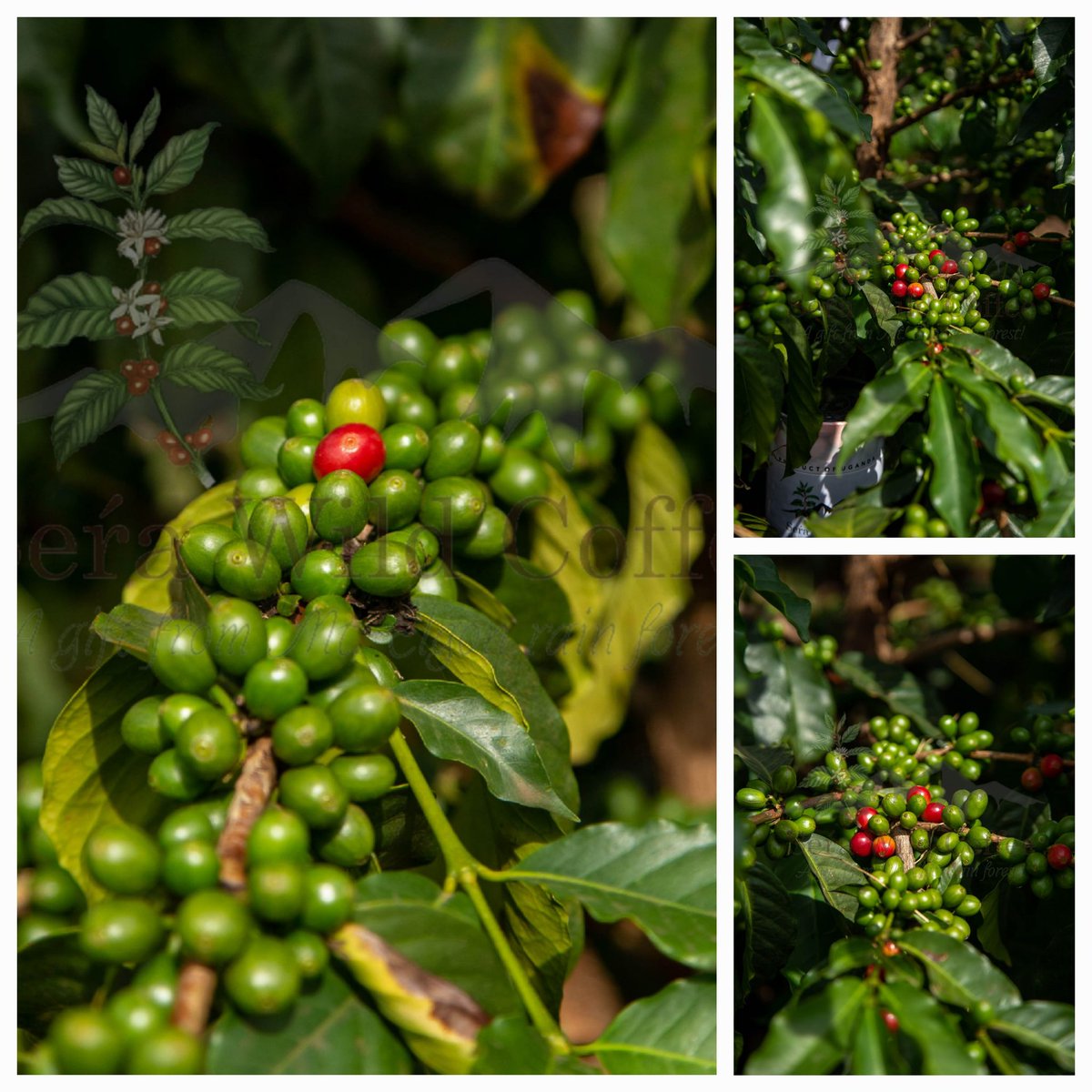 NYASALAND COFFEE: 

At @SeraWildCoffee, our Nyasaland (Arabica) coffee variety of the Elgon Region is renowned for its exceptional quality and distinct flavour profile, making it a sought-after coffee among specialty coffee roasters and coffee connoisseurs.

#NyasalandCoffee