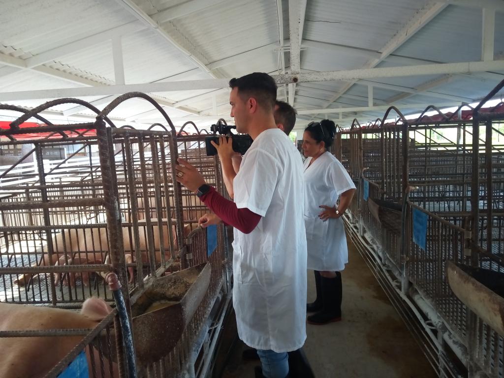 #AnapVillaClara nuestros campesinos continúan el desarrollo de la producción porcina, con una excelente calidad en las reproductoras.
#JuntosPorVillaClara 
#AnapCuba