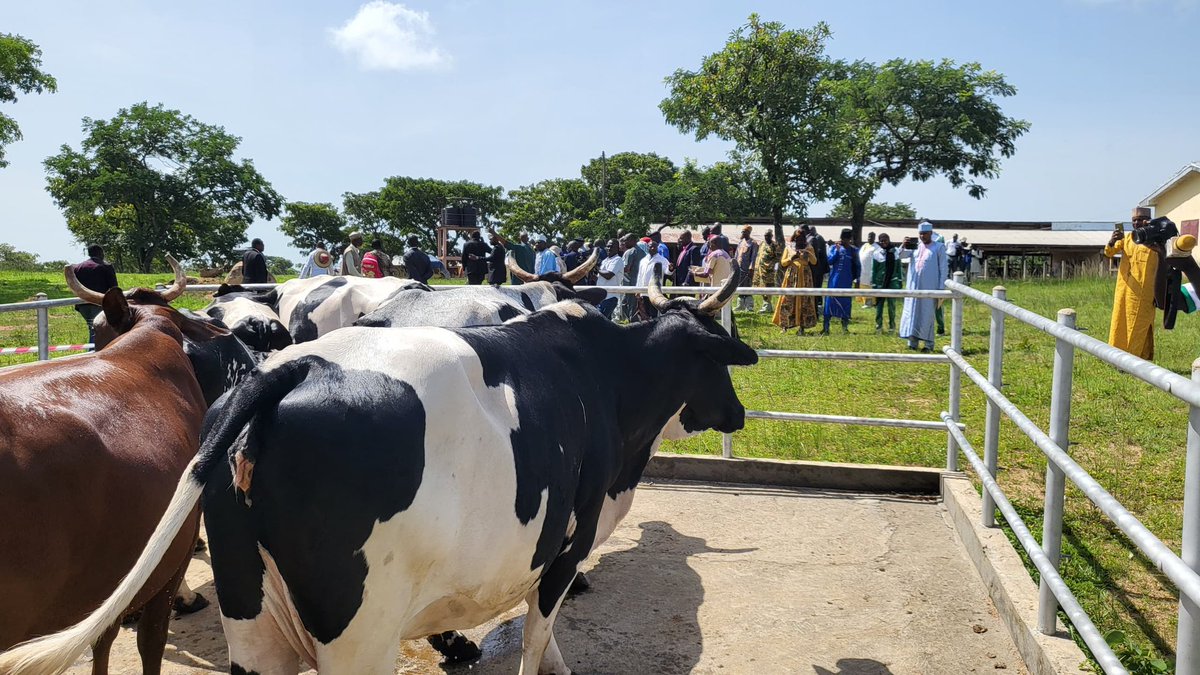 #Cameroon🇨🇲 En visite à la ferme 👩‍🌾 Walde Beka, le @MinaderCm M. Gabriel Mbairobe, le rep. de @Worldbank 🇨🇲 et la délégation découvre la source de collecte du lait 🥛 essentielle à l’alimentation saine des enfants🌿 #PULCCA