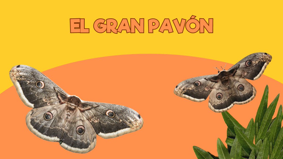 🦋 El otro día me trajeron una mariposa…

🧿 ¡Se trataba del Gran Pavón!

#ZoodeSantillana #SantillanadelMar #Cantabria #Zoo #VenalZoodeSantillana #ViviendoenunZoo #GranPavón

youtu.be/yLMPfIBSkRY