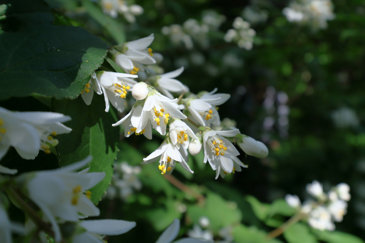 で、こっちが基本のウツギ（空木）。万葉集にも出てくる古い植物で、旧暦の４月（卯月）に咲くので別名卯の花とも。花はちょっとハクウンボクにも似てるかな？漢字の「空木」は幹が中空だからだそう。