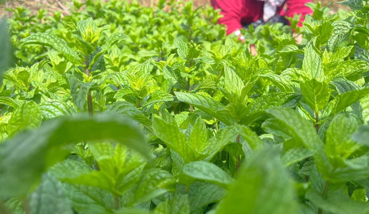 🌿 We love mint ❤️ 
We're nurturing fresh mint straight from our gardens, embracing natural drying methods to preserve its essence. Soon, you'll be able to enjoy the pure, refreshing taste of our handpicked mint in every sip or sprinkle. Stay tuned for updates on our upcoming