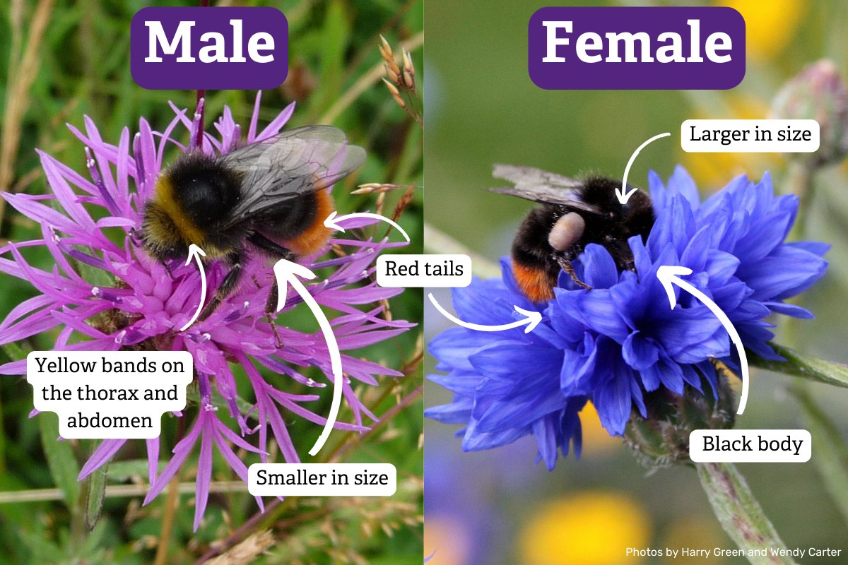 Are you joining us for #30DaysWild? This month, we're challenging you to do or learn one wild thing a day. Let's kick things off with some species ID! Check out how to identify a male and female red-tailed bumblebee below 👇