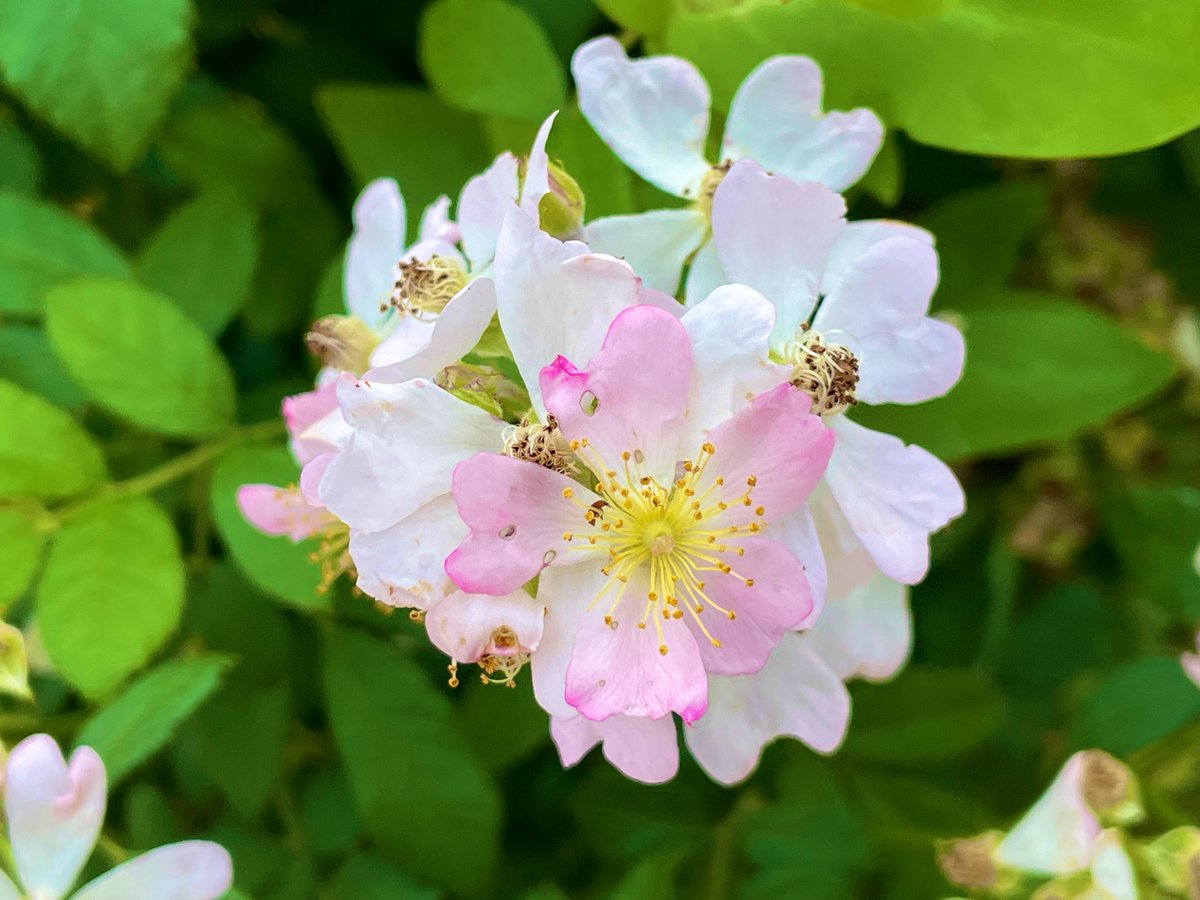 🌸🍃
.

花の命の儚さを
人世に重ね涙を落とす
つまらぬ男の歌なれど
愛しい君の幸せを
願う心を捧げたい

.
#五行詩
#心の絵筆　　　　　　游