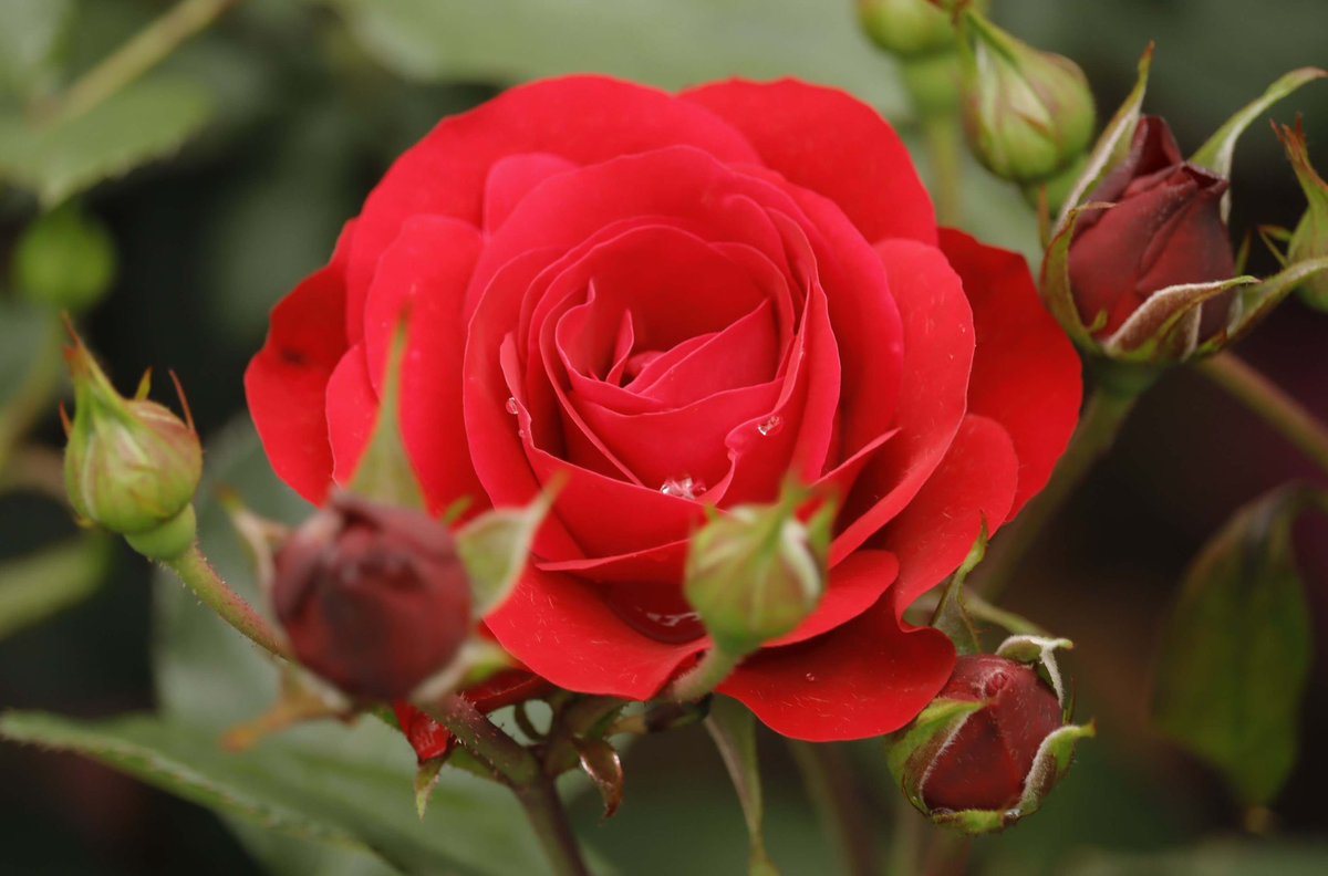 こちらも、赤い薔薇🌹です💕綺麗ですね😍😍😍