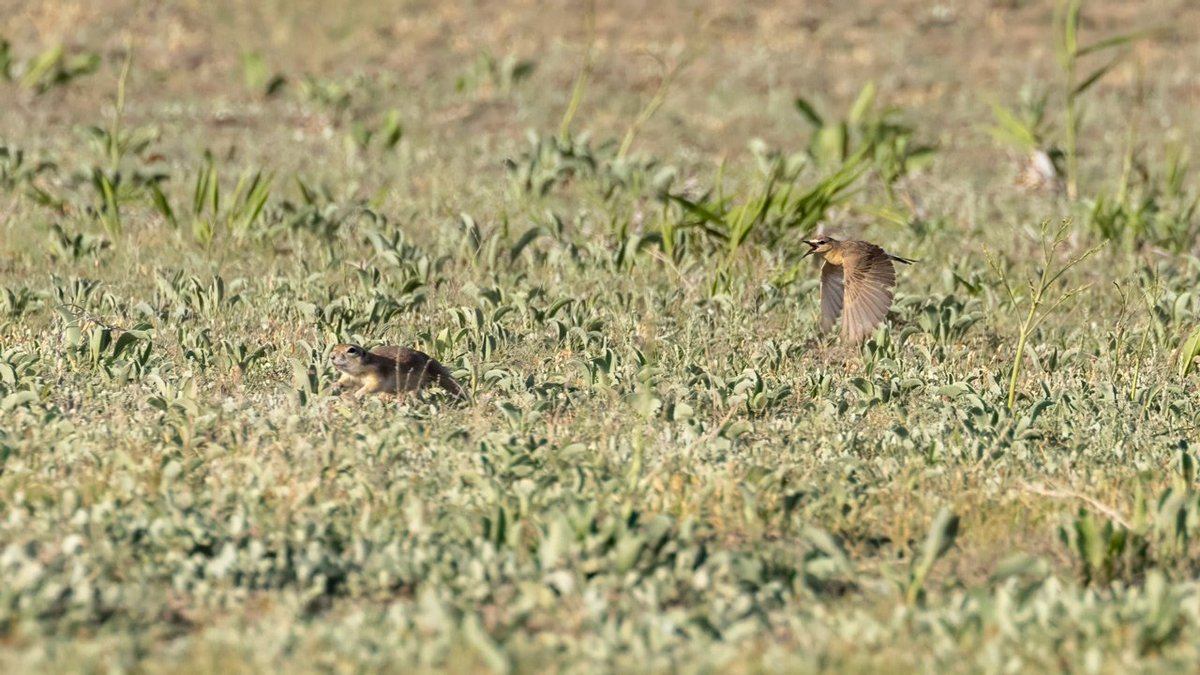 Fight Club 😊
Boz Kuyrukkakan vs Gelengi
#hangitür #buhangikus #wild #birding #birdwatching #birds #planetbirds #animal