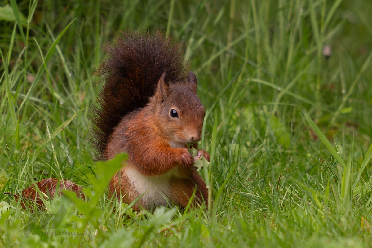 Red_Squirrel_NW's tweet photo. The last few days we have had 4 juvenile #redsquirrel visit the garden, some as early as 5am, indicating they are resident very close. 
Since losing the colony to #squirrelpox in Nov, a huge indication that they are recolonising again, but they need help to survive #vaccine https://t.co/Ix3af7fDTV