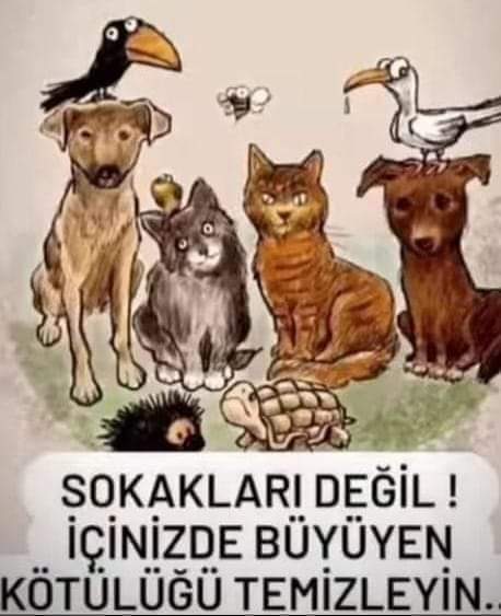 Güvenmiyorum insanlara..
Güzel yazıp güzel konuşuyorlar..
Dil başka olmuş;
Yürek başka.. 😟
#SokakHayvanlarıSahipsizDeğil