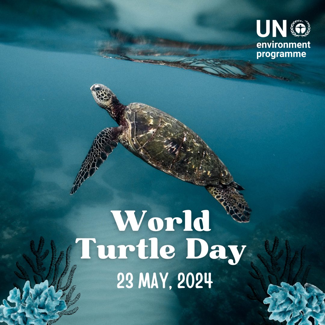 The best way to shell-ebrate these majestic marine creatures #WorldTurtleDay  is by involving ourselves intentionally in green and sustainable actions.

 From reducing plastic waste to supporting marine conservation efforts, every step counts. Let's ensure our oceans safe.