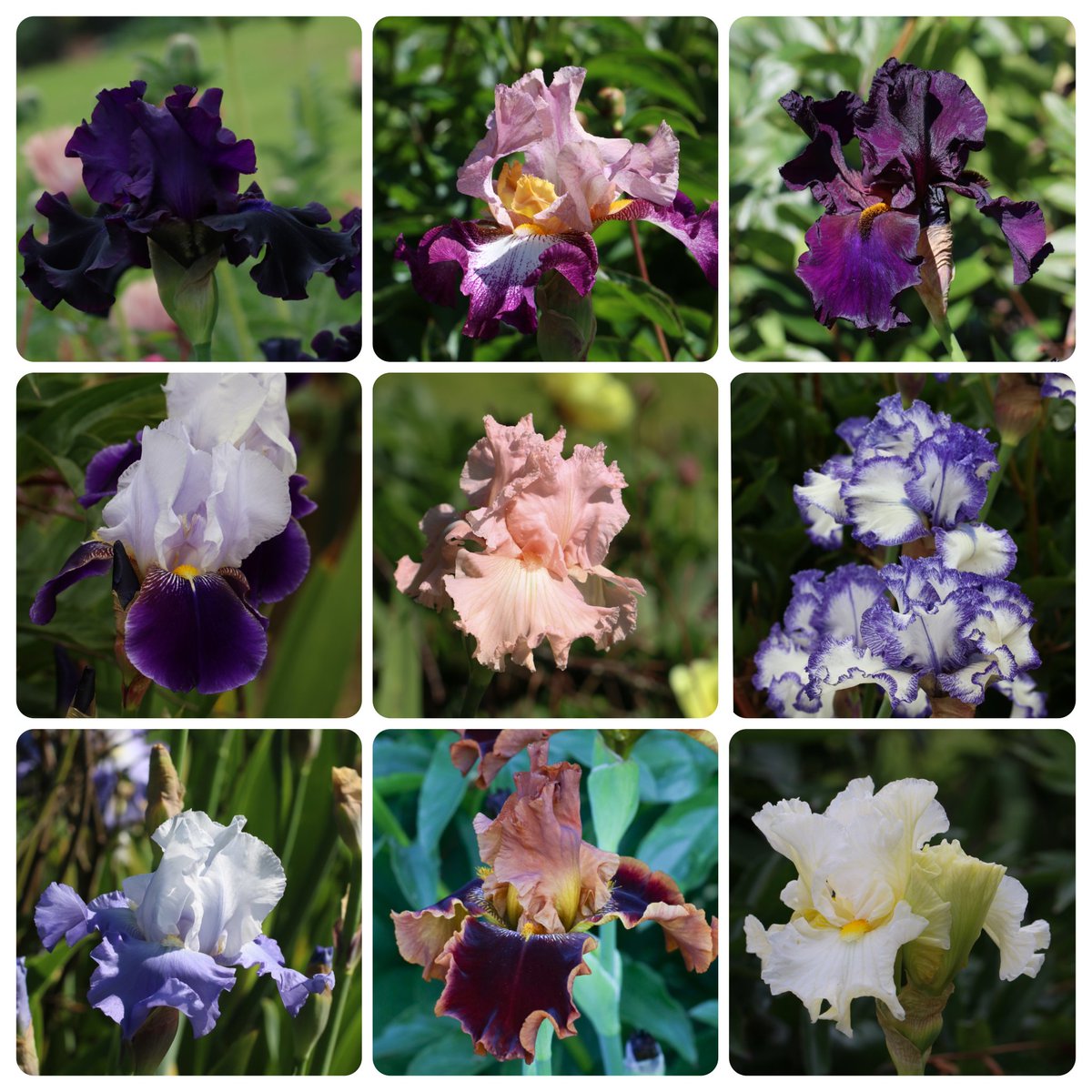 a1isonmoore's tweet image. Iris varieties at #NTQuarryBank #Mayflowers #GardeningX