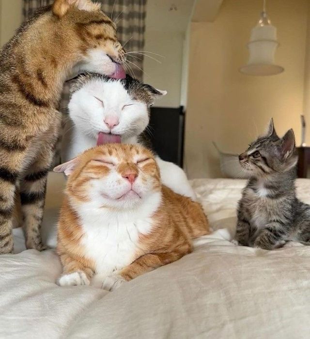 PostsOfCats's tweet image. 