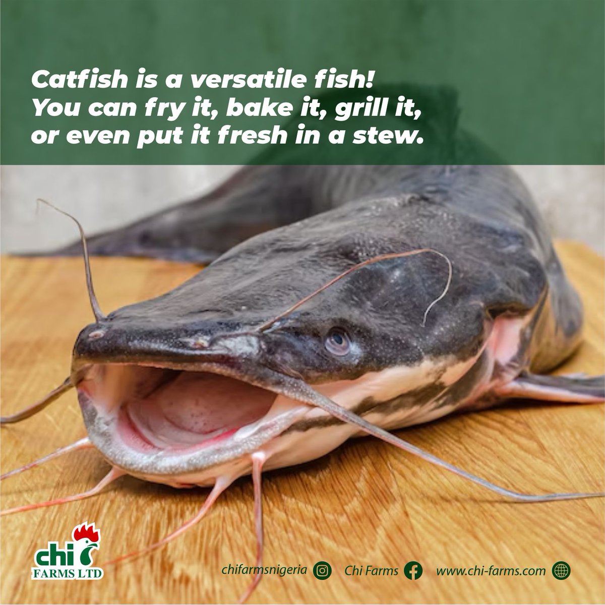 ChiFarmsLimited's tweet image. What is your favourite way to cook catfish?

#catfish #catfishrecipes #endlessoptions #chifarms #chifarmsnigeria #quality #catfishfarming #catfishfarminginnigeria