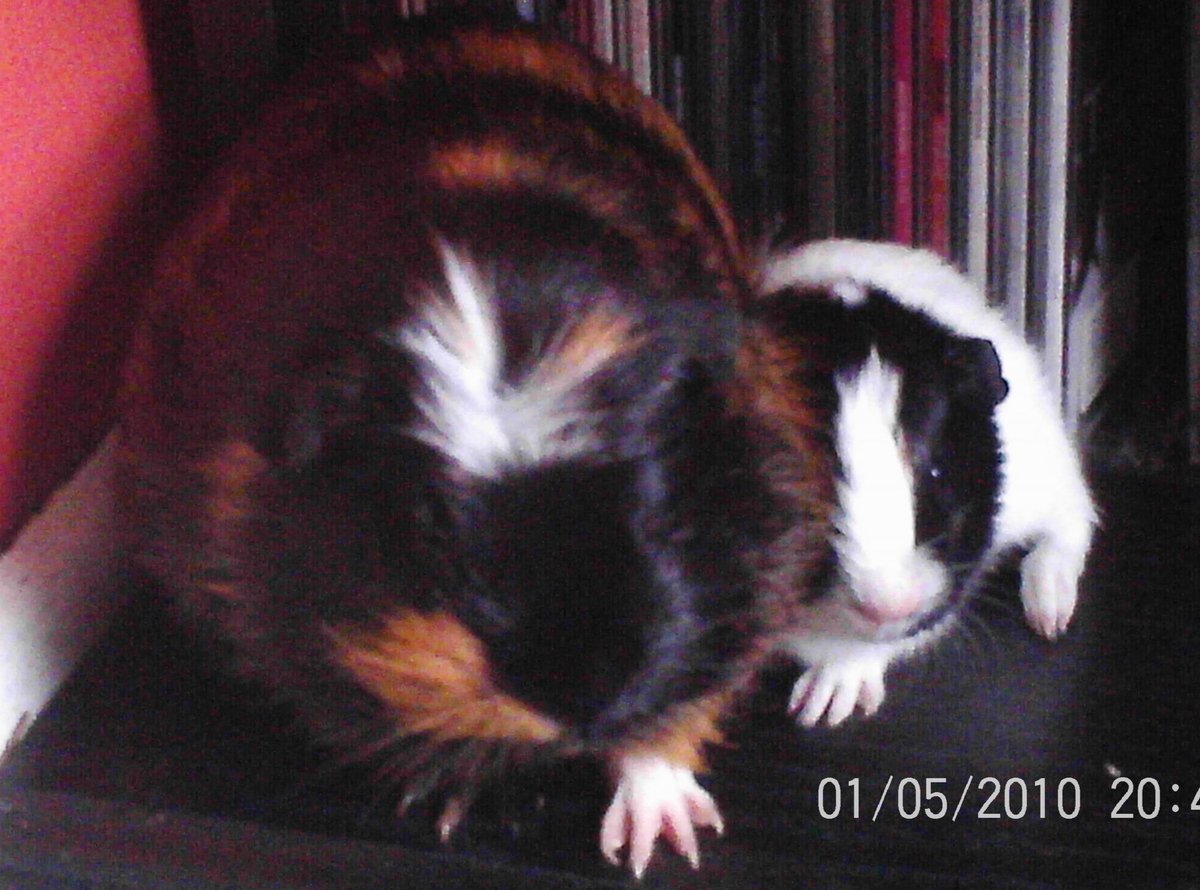 nikibee70's tweet photo. @LadyChessington Aw bless her ❤️ Our Jellybean did the same, she smuggled Jellybaby in when she was just a baby herself. I think it put a strain on her little body as we lost her about a year and a half later. https://t.co/Tet3aGF7EW
