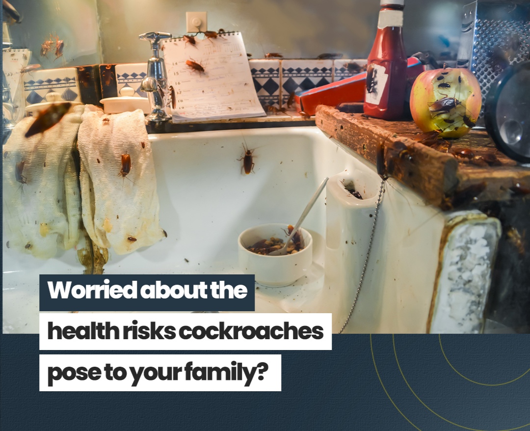 pestexperts_zw's tweet image. No Cockroaches, No Health Risks!

These insects are known to spread a variety of harmful bacteria, viruses, parasites, and allergens. 
Protect your family - call Pest Experts now! 
☎️(263) 777 129 224

#pestcontrolexperts #pestcontrol