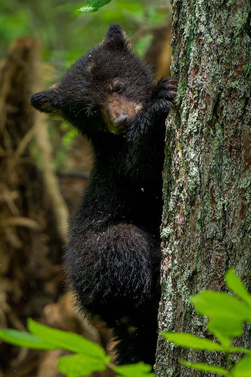 Black Bear cub looking for the ground after climbing a tree... #photography #NaturePhotography #wildlifephotography #thelittlethings