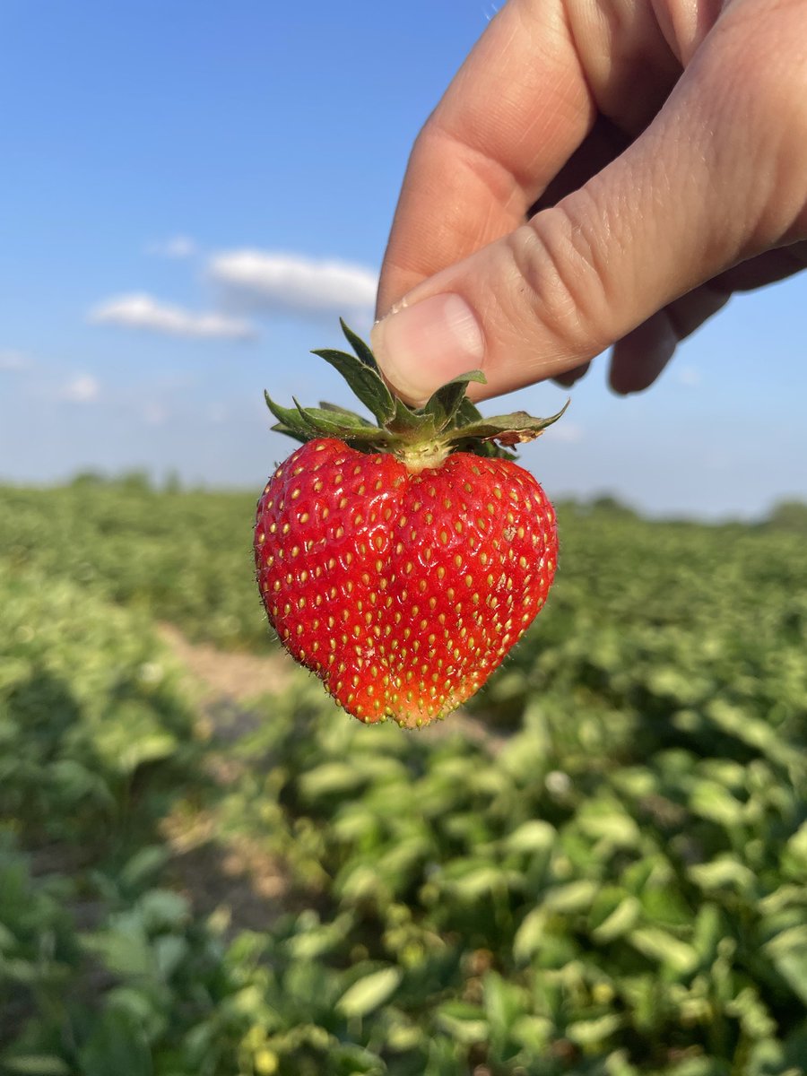 First berry
