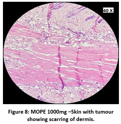 biomed_pharma's tweet image. bit.ly/4be7PuF - Read the Article here
Assessment of Anticancer Activity of Crude Ethanolic Extracts of Moringa Oleifera Pod and Leaves on 7,12 - Dimethylbenz Anthracene Induced Skin Cancer in Mice.
#Anticancereffect #DMBA #5Fluorouracil #MoringaOleifera