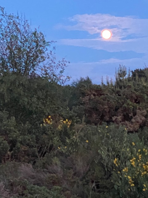 Full moon and purring nightjars. Thank you Janice and <a href="/NENBC_Info/">NENBC</a> for a wonderful evening on Kelling heath.