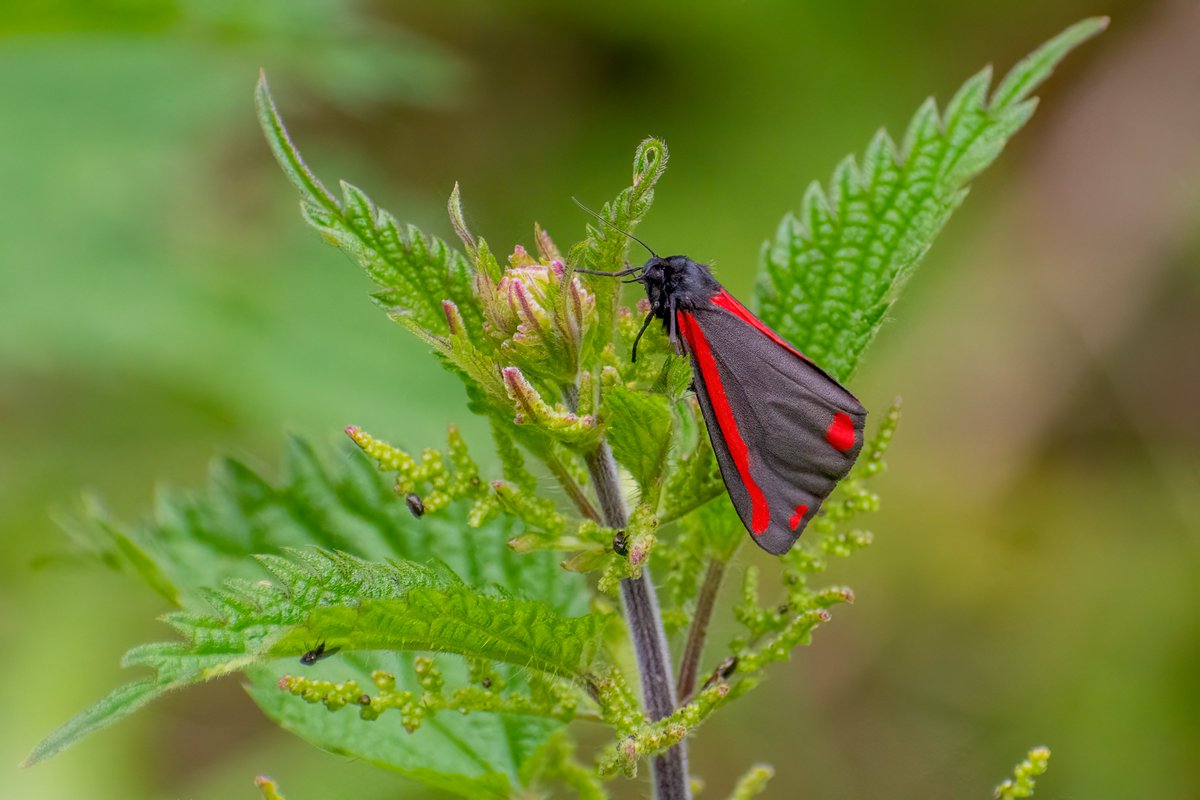 alswinn's tweet photo. Cinnabar Moth, Riverside Walk this morning. Sadly almost all of the Ragwort has gone, mostly as a casualty of the annual strimmerfest. One patch hangs on outside the gates, so hopefully she can find it. @savebutterflies @BCSomerset @BC_Dorset @SomersetWT @DorsetWildlife https://t.co/6ttvCo2dfy