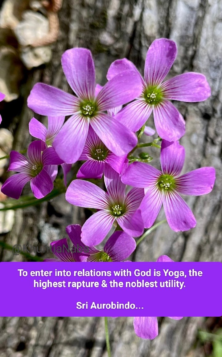 To enter into relations with God is Yoga, the highest rapture & the noblest utility.

Sri Aurobindo...

#SriAurobindo 
#TheMother