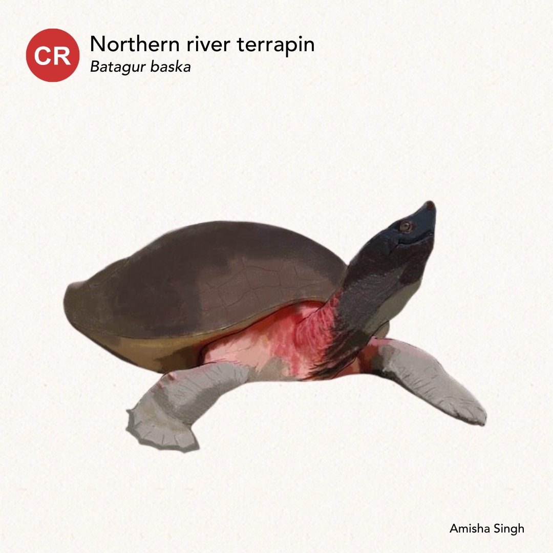 WCSIndia's tweet image. Thank you for your participation, love, and support for our Species of the Week series. Keep an eye out for more amazing illustrations!

#WorldTurtleDay #TurtleDay #MarineTurtle #TurtleConservation #TurtlesOfIndia #Marine #Freshwater #TurtleIllustrations