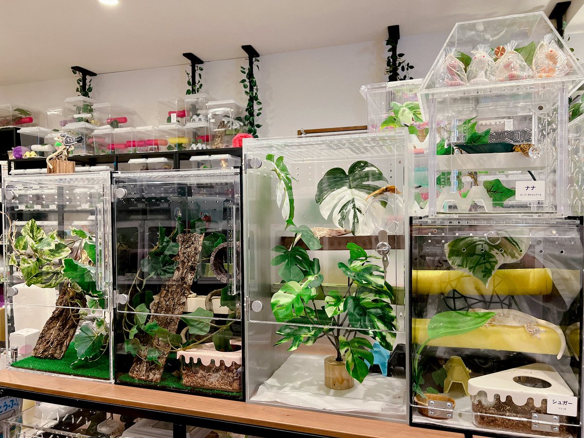 店の展示ケージを変えました🥰 アクリルケージが結構好きで 韓国のも