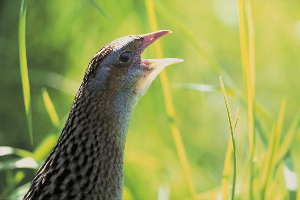Corncrake populations have fallen dramatically in recent years, and these secretive birds are now found mostly in the Western Isles and northwest coast. Despite this, their unmistakable ‘crex crex’ call is the sound of the summer! Let us know if you’ve seen or heard a Corncrake