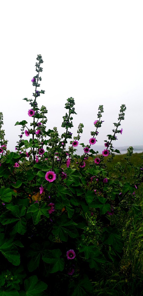 Mallow by the sea, Pwllheli