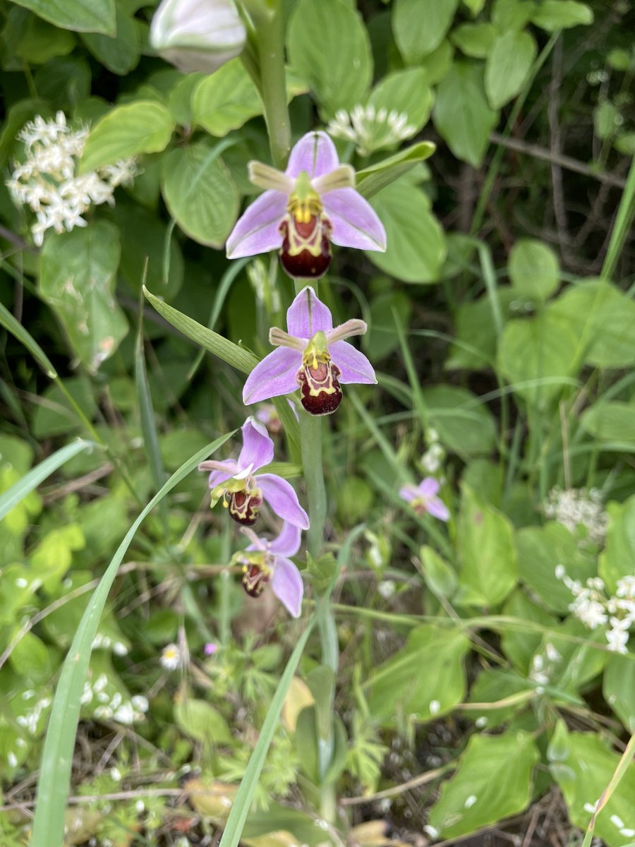 windsorwool's tweet photo. @EnvAgencySE @EnvAgency @SloughCouncil 

3 pics from the Jubilee River this am  showing the impact of the unnecessary strimming that took place last week. One side of the gate dozens of beautiful bee orchids, the other side short cut grass where last year orchids also flowered. https://t.co/Dy0pgQQ0Ik