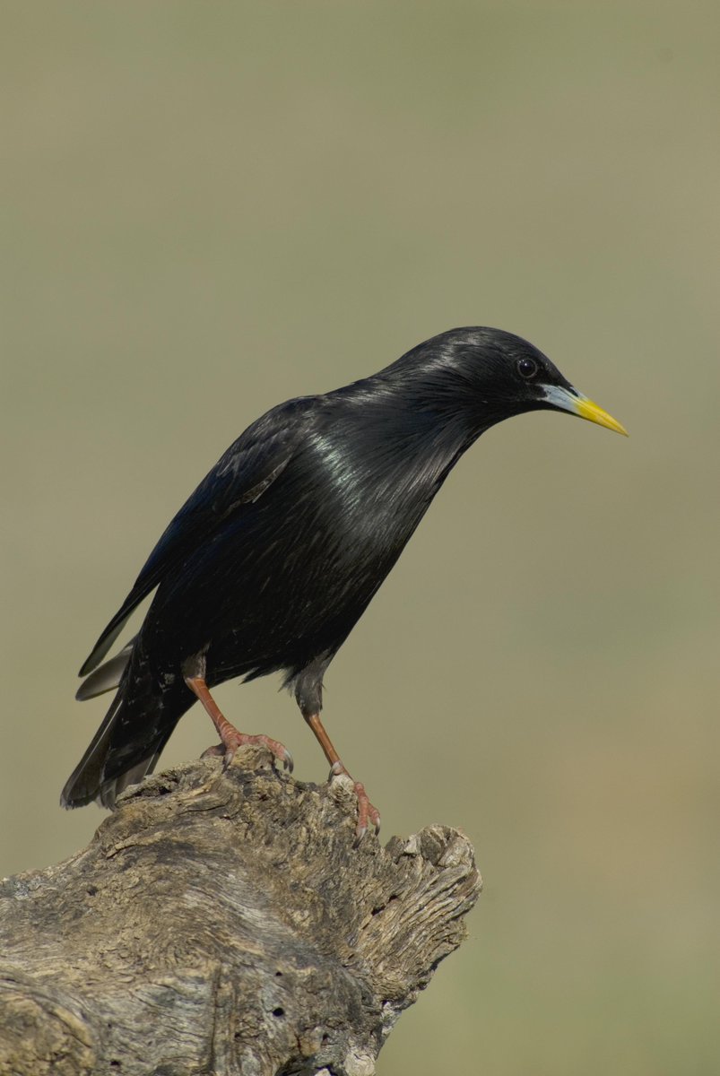 🆕 PAPER_Los autores estudiaron la relación entre la excreción de parásitos y la edad, la hora del día y la fecha de muestreo en pollos de estornino negro🐦‍⬛
Por <a href="/evadelapenha/">Eva de la Peña</a> <a href="/JaimeMuriel82/">Jaime Muriel</a> <a href="/diegogil_twitt/">Diego Gil</a> y <a href="/perezrodriguezl/">Lorenzo Pérez-Rodríguez</a> <a href="/IREC_CSIC_UCLM/">IREC (CSIC, UCLM, JCCM)</a> #ornitología
 doi.org/10.13157/arla.…