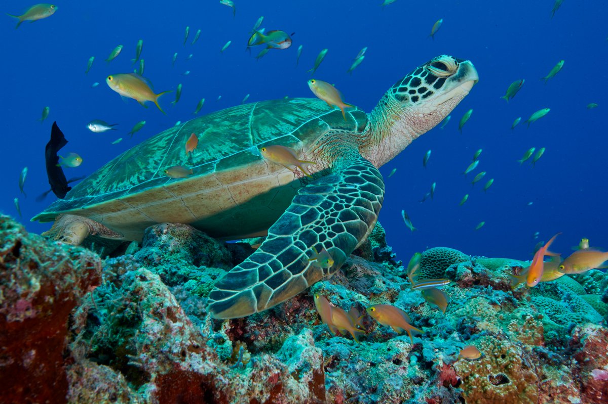 180 yaşına kadar yaşayabilen sevimli kaplumbağaların #DünyaKaplumbağaGünü kutlu olsun! 🐢 1. Görsel: Chris Bickford'un objektifinden / Meraklı bir deniz kaplumbağası Cayman Adaları açıklarında kameraya bakıyor. 📍Cayman Adaları