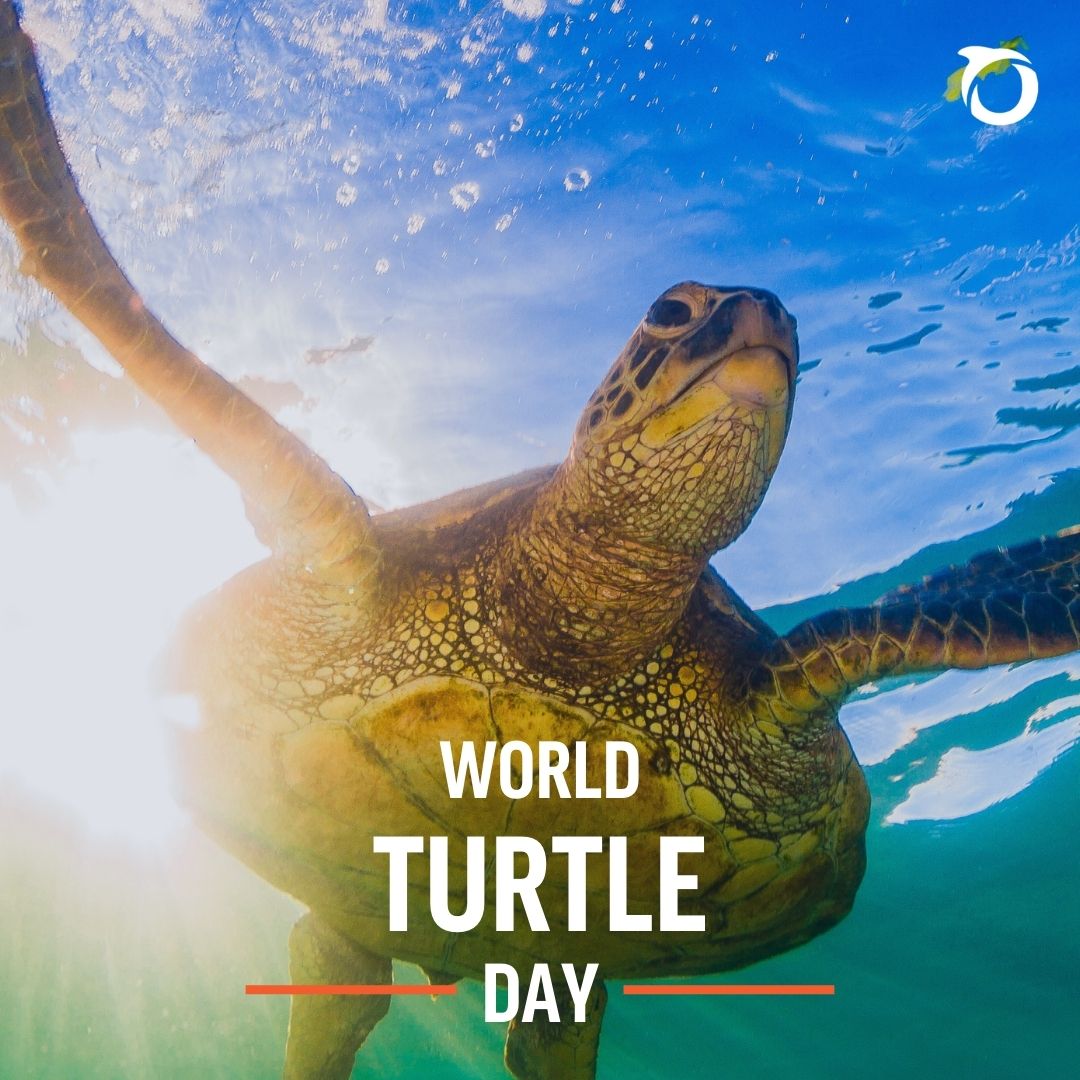 Sea turtles were around 100mln+ yrs ago & lived alongside dinosaurs🤯🦖now many are threatened with extinction thanks to bycatch risk & habitat loss.

So this #WorldTurtleDay, let’s stop bulldozing their habitat & start promoting sustainable fishing practices. #BanBottomTrawling