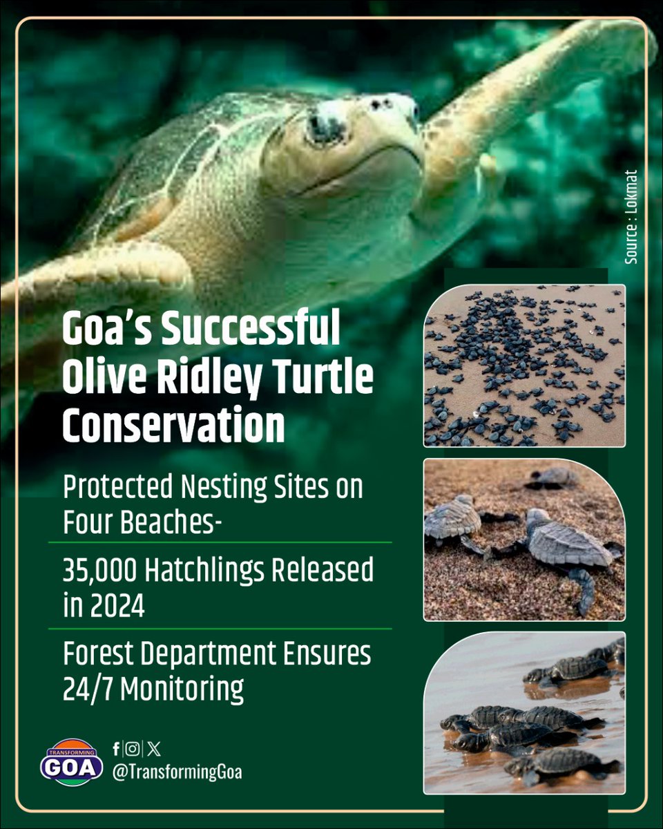 Goa’s Successful Olive Ridley Turtle Conservation with about 35000 Hatchlings in 2024 #goa #GoaGovernment #TransformingGoa #bjym #bjymgoa #GoaConservation #OliveRidleyTurtles #WildlifeProtection #BeachNestingSites #HatchlingRelease #ForestDepartment #MarineConservation