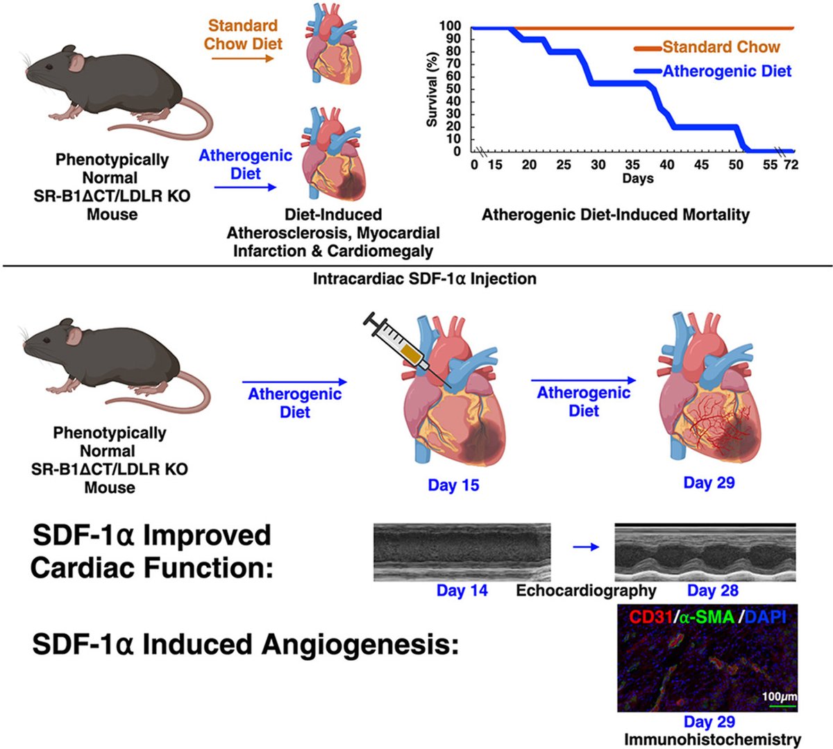 This new mouse model and treatment with the promising angiogenic cytokine SDF-1α may lead to new therapeutic approaches for ischemic heart disease
🔗atherosclerosis-journal.com/article/S0021-…
@YuanjiaZhu @elde_md @ELS_Cardiology @society_eas