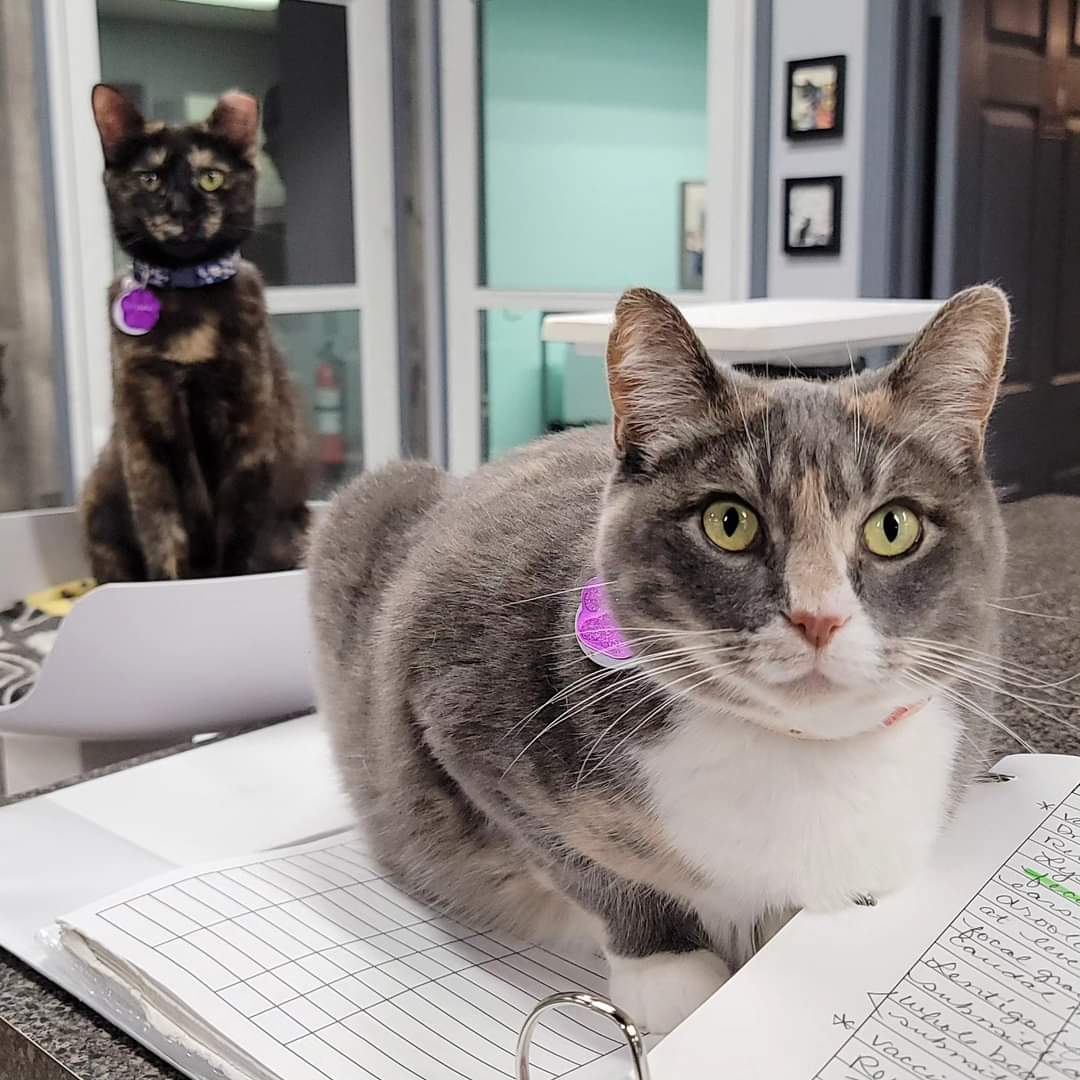 Whatcha doin'? Can we help you?! Let me start by holding this page for you. Frittata (tortie) and Medley