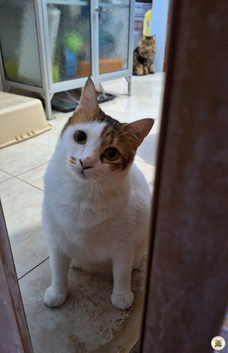 Berasa punya toddler, tiap aku ke toilet dia selalu teriak teriak dan cakarin pintu, setelah dibukain pintu ya cuma gitu doang padahal 😭😭😭
Kcg! Kalian suka gitu juga gak??