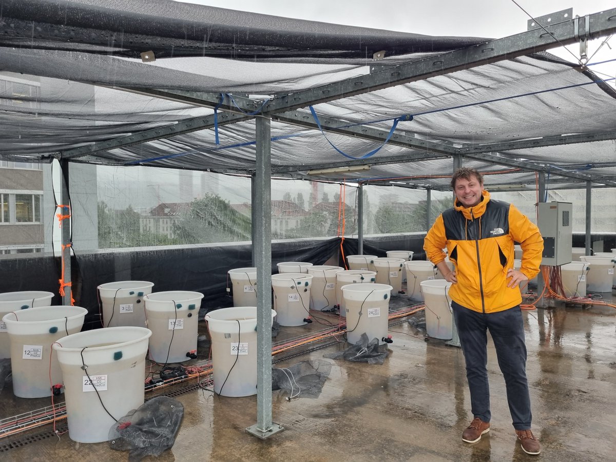 Excited about the upcoming start of the large mesocosm experiment on-site @EawagResearch to explore combined effects of heat waves and chemicals. 60-bucket strong setup by @marks_hermann and team, tirelessly working each day, rain or shine👏👏👏 @HHollert @ThoBaSwe @Utox_Eawag