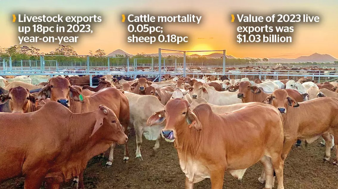 Report from @AusLiveCorp details the state of live exports in Australia: ✅Up 18% in 2023 year on year ✅Sheep mortality down 81% in 10 yrs ✅Value $1.03 billion Read the report: livecorp.com.au/publication/2f… 📷: @farmweekly #keepthesheep